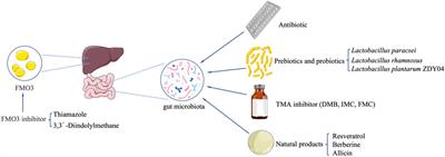 TMAO as a potential biomarker and therapeutic target for chronic kidney disease: A review